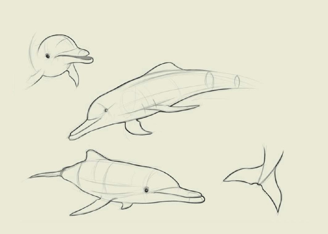 Dolphin drawing reference