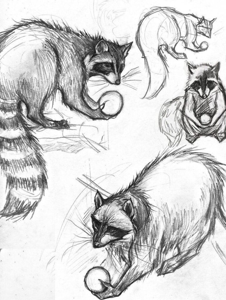 Raccoon Drawing Reference and Sketches for Artists