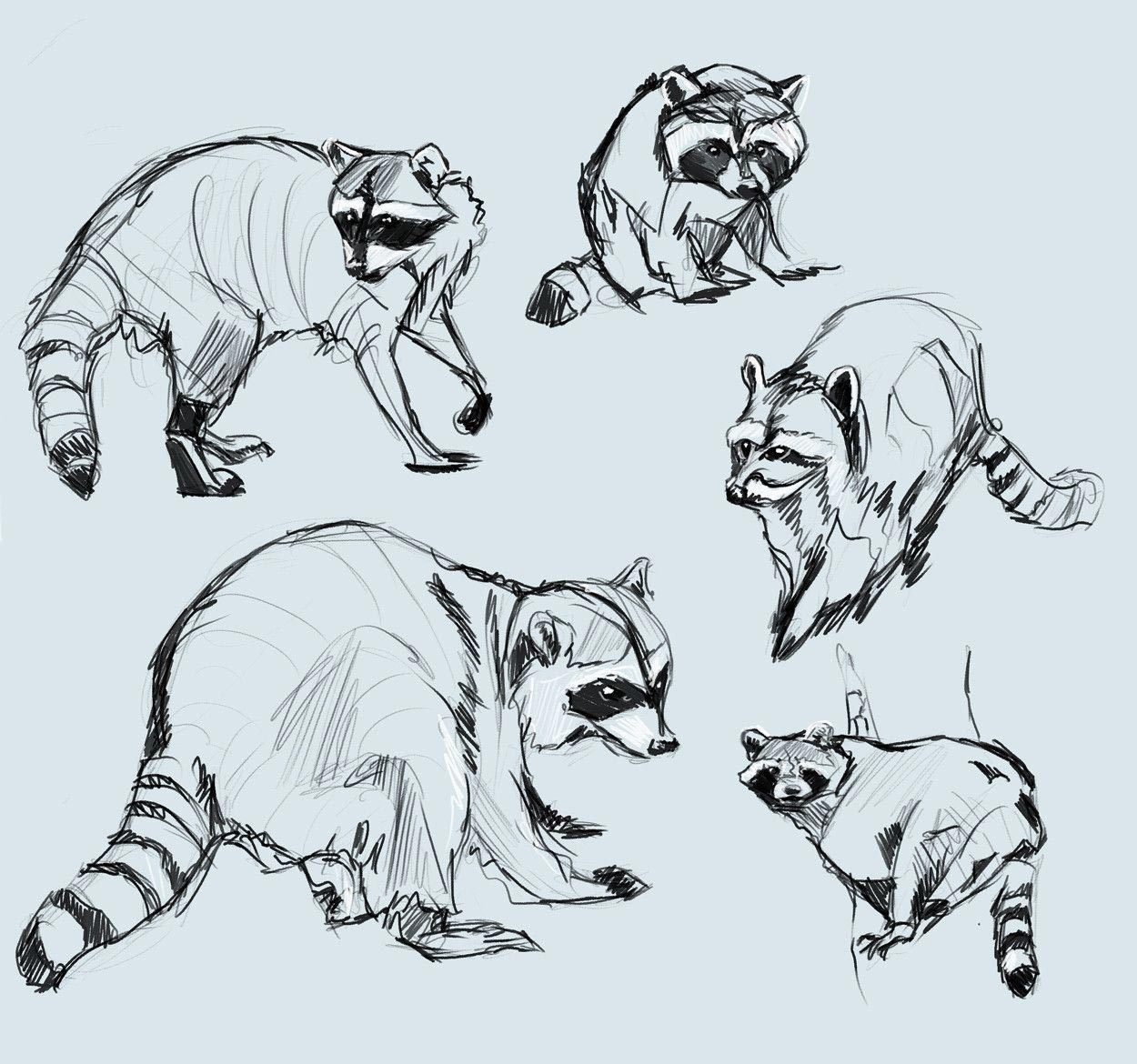 Raccoon drawing reference