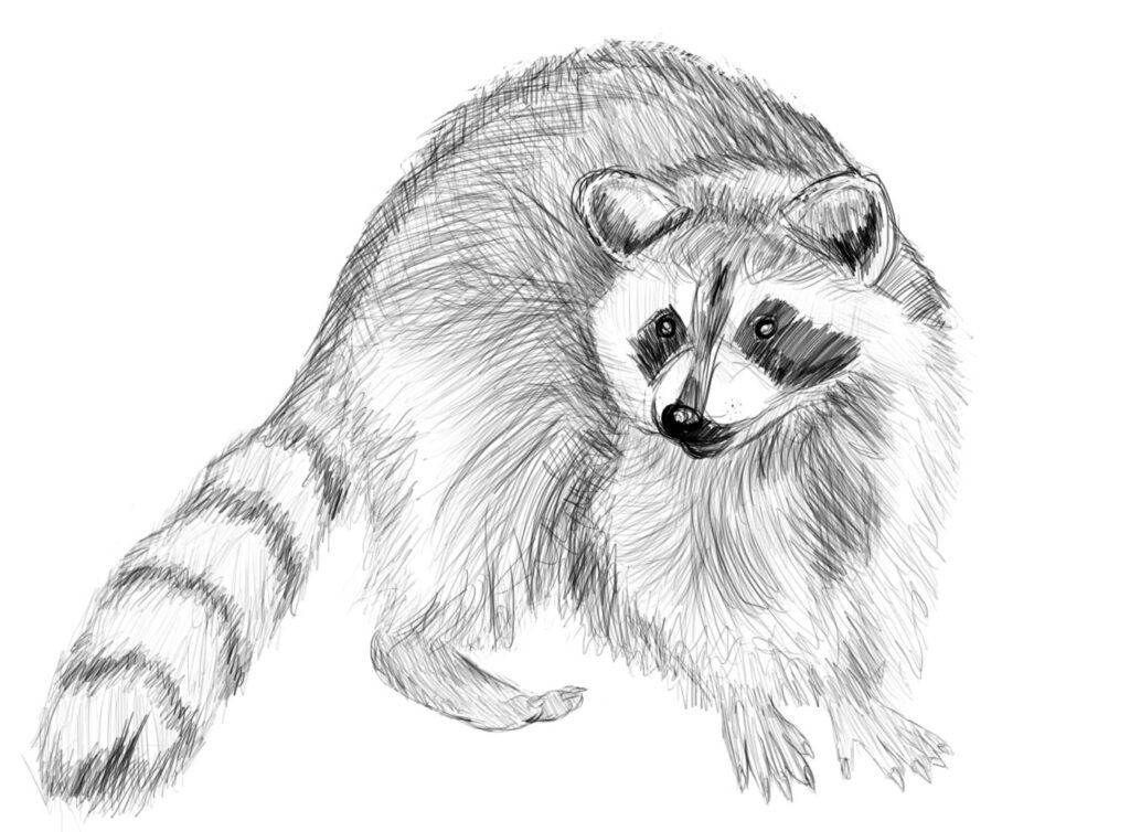 Raccoon Drawing Reference and Sketches for Artists