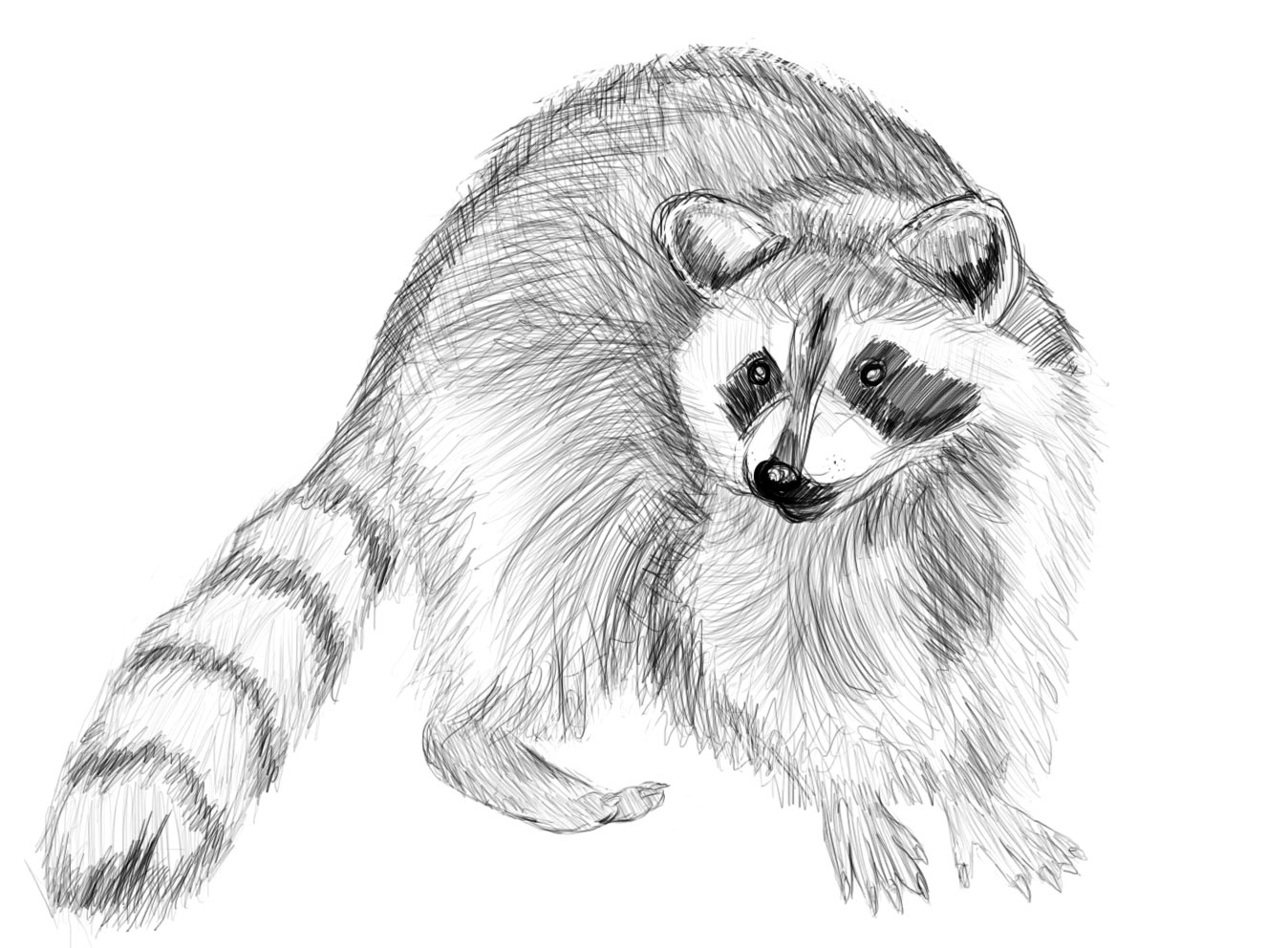Raccoon drawing reference