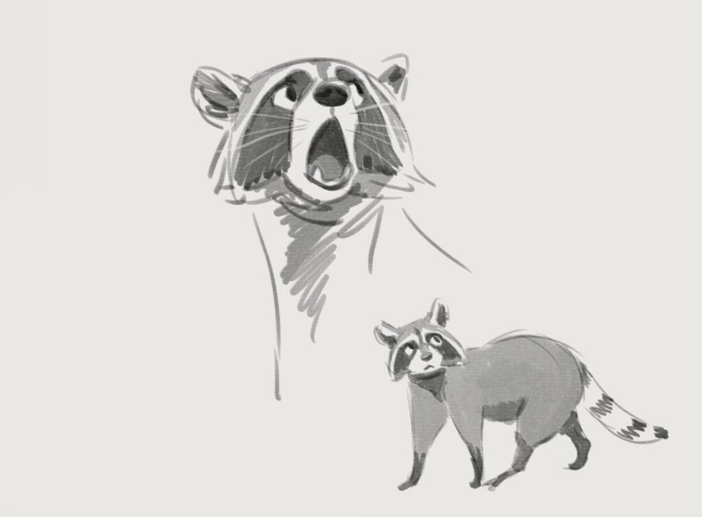 Raccoon Drawing Reference and Sketches for Artists