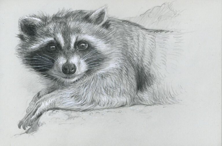 Raccoon Drawing Reference and Sketches for Artists