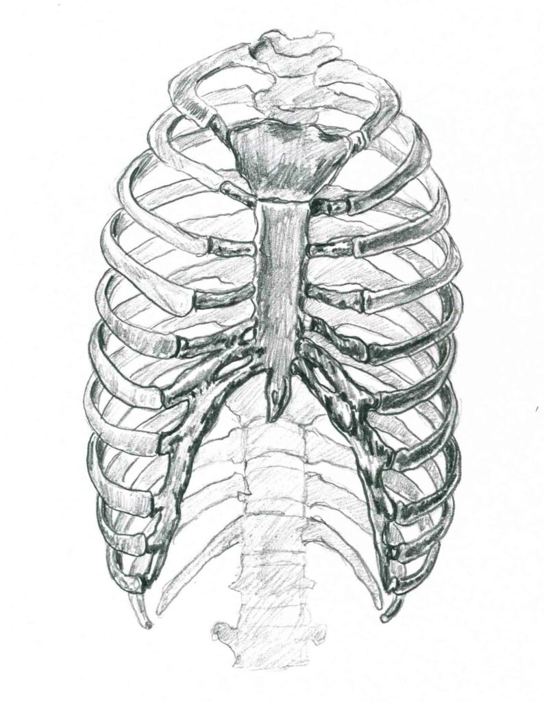 Rib Cage Drawing Reference and Sketches for Artists