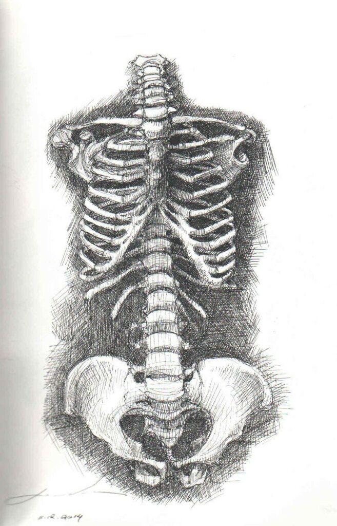 Rib Cage Drawing Reference and Sketches for Artists