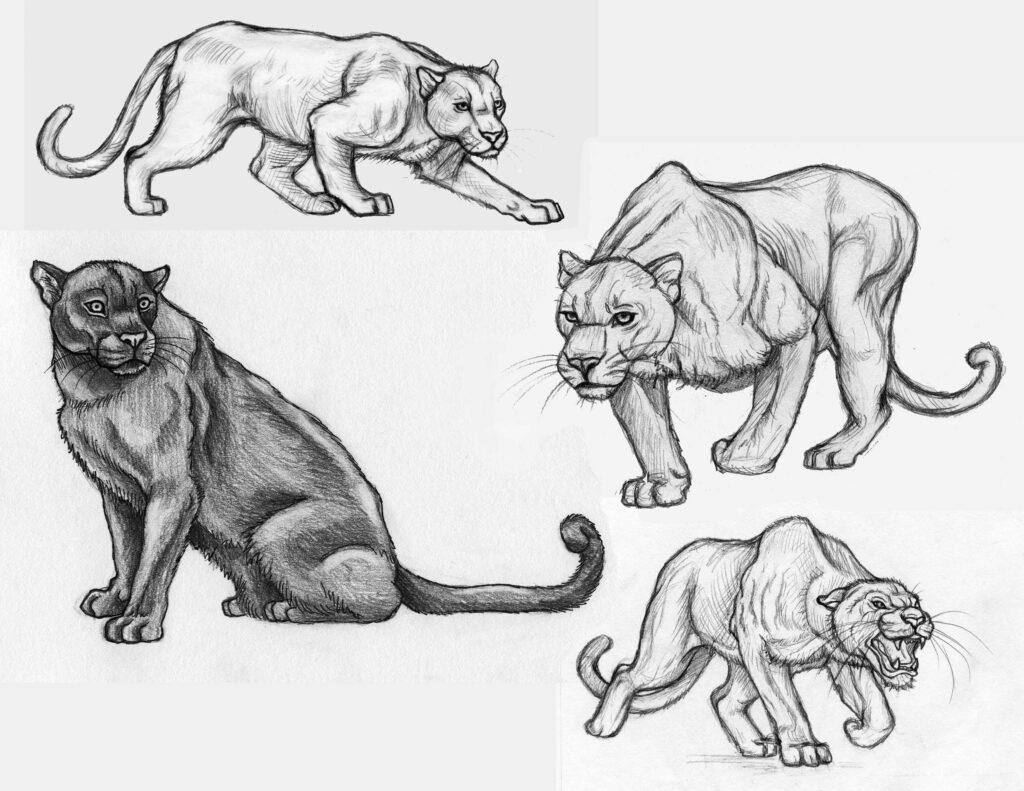 Panther Drawing Reference and Sketches for Artists