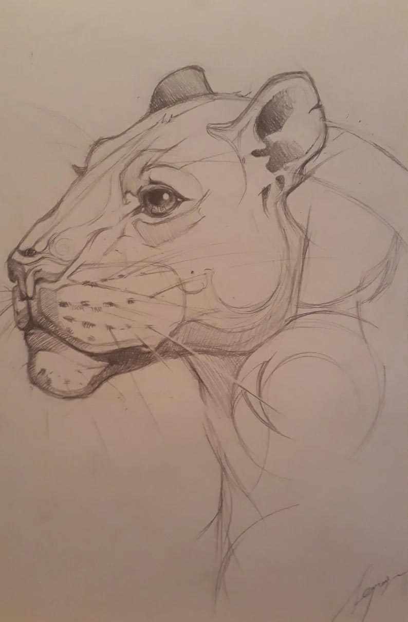 Panther drawing reference
