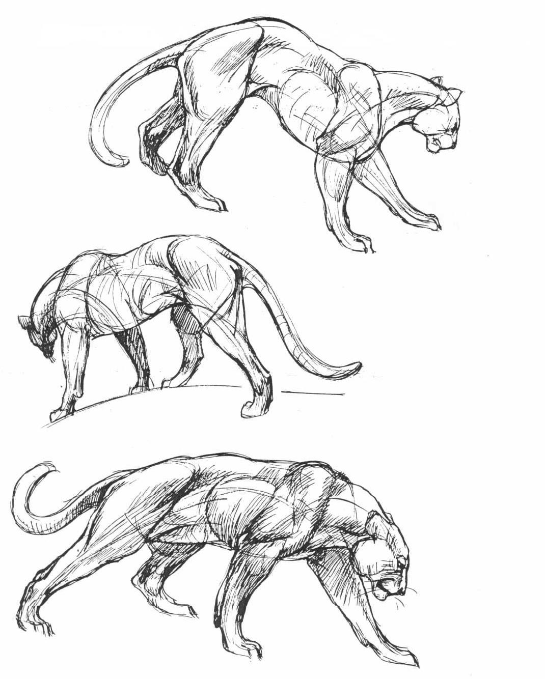 Panther drawing reference