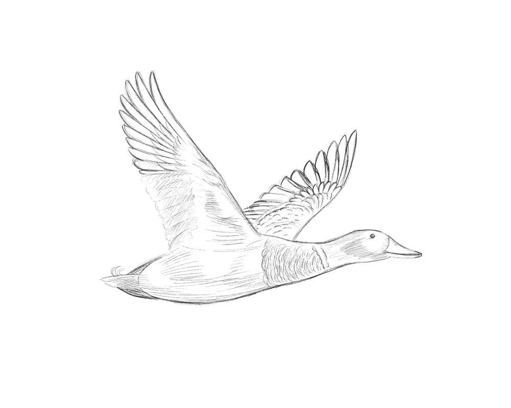 Duck drawing reference