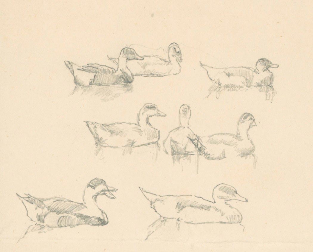 Duck drawing reference