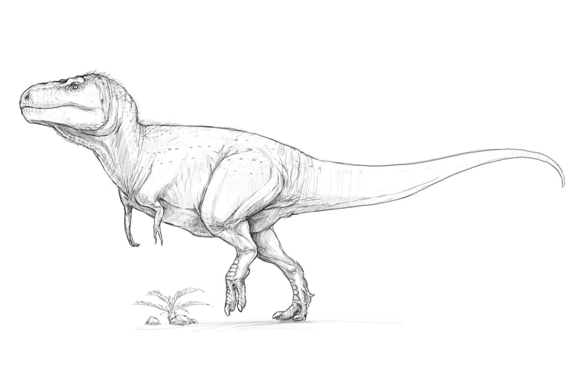 Tyrannosaurus T-Rex drawing reference