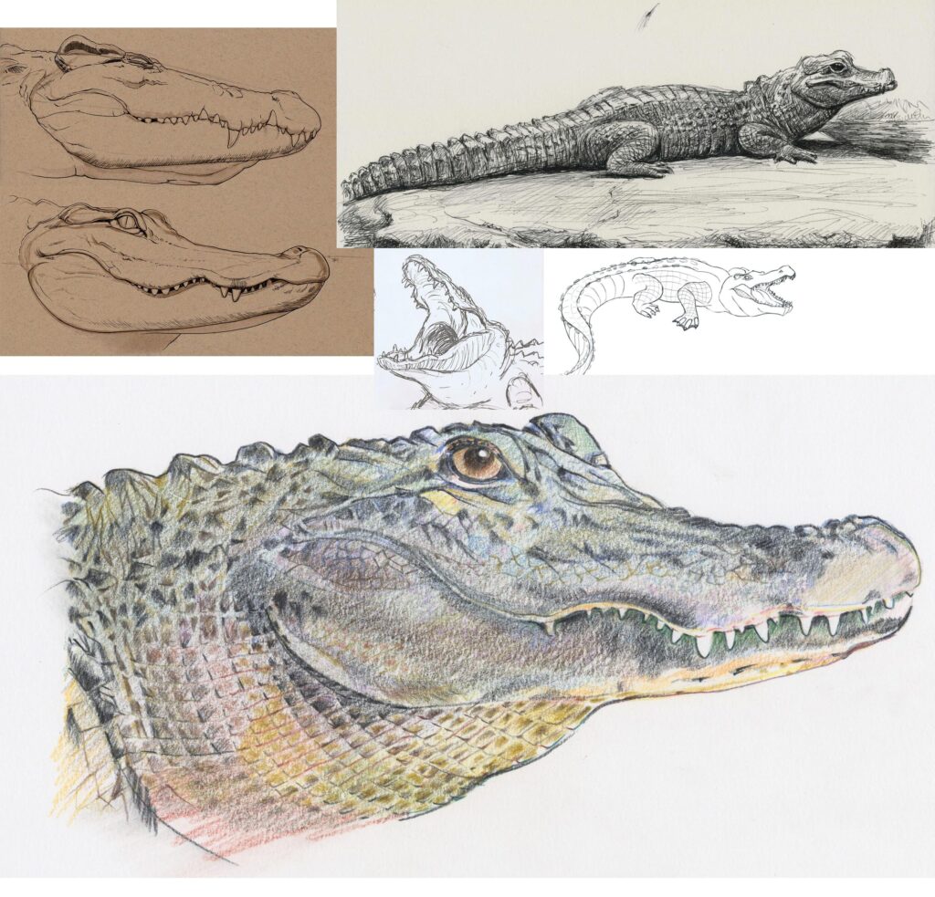 Crocodile Drawing Reference and Sketches for Artists