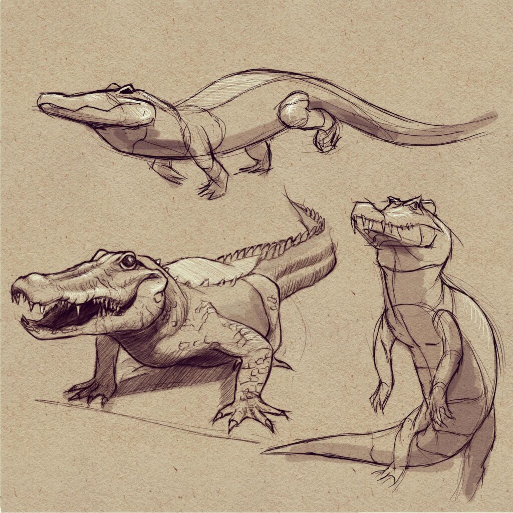 Crocodile Drawing Reference and Sketches for Artists