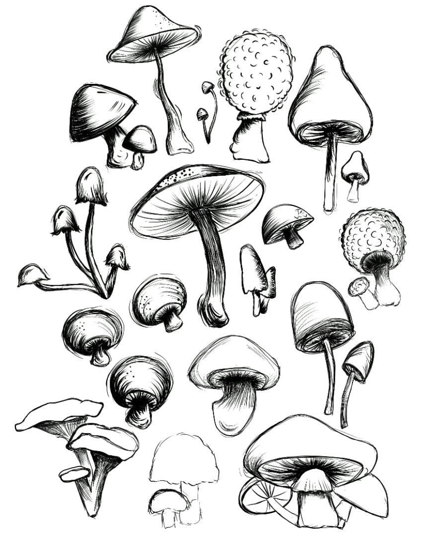 Mushroom reference drawing