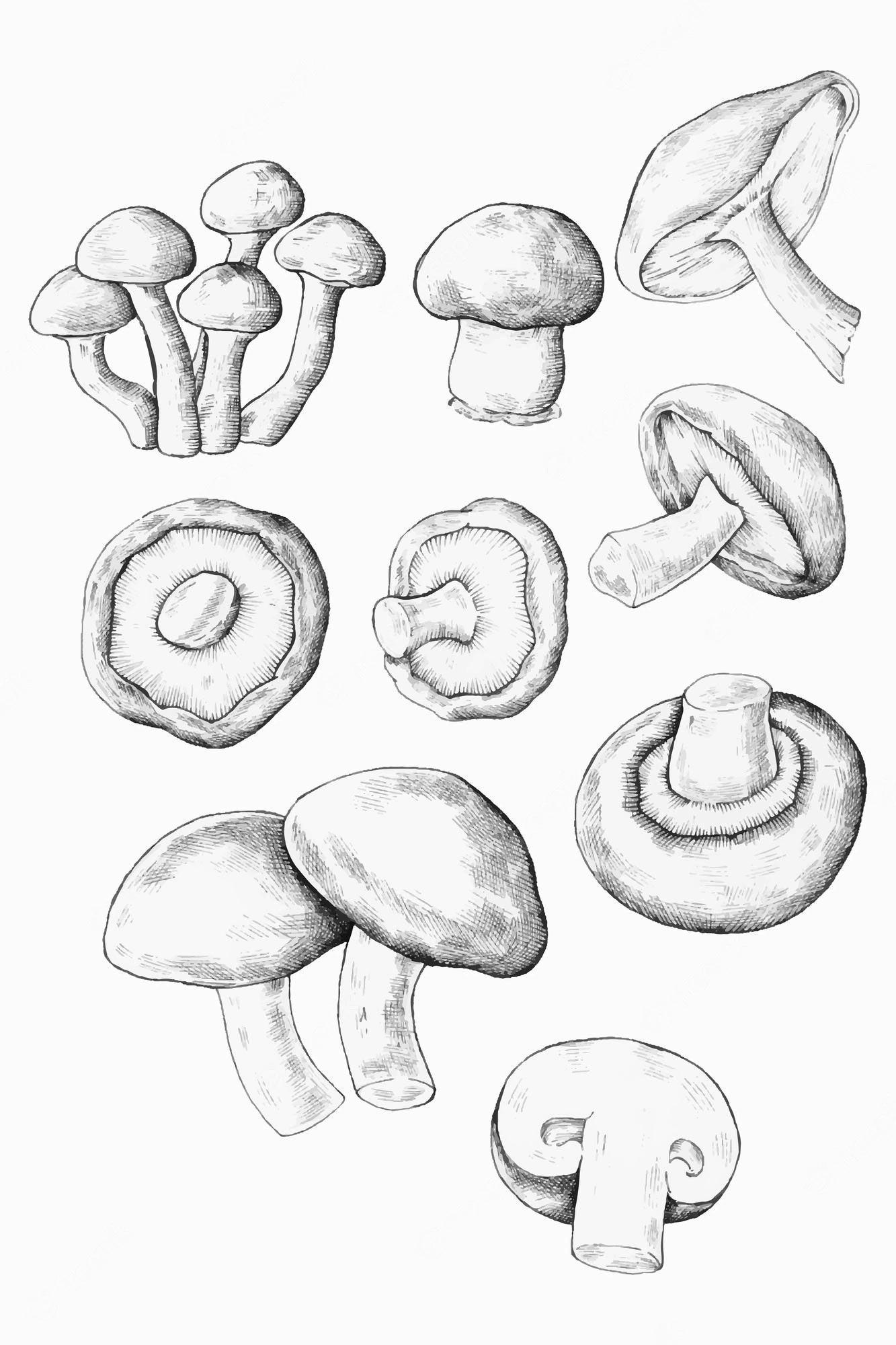 Mushroom reference drawing
