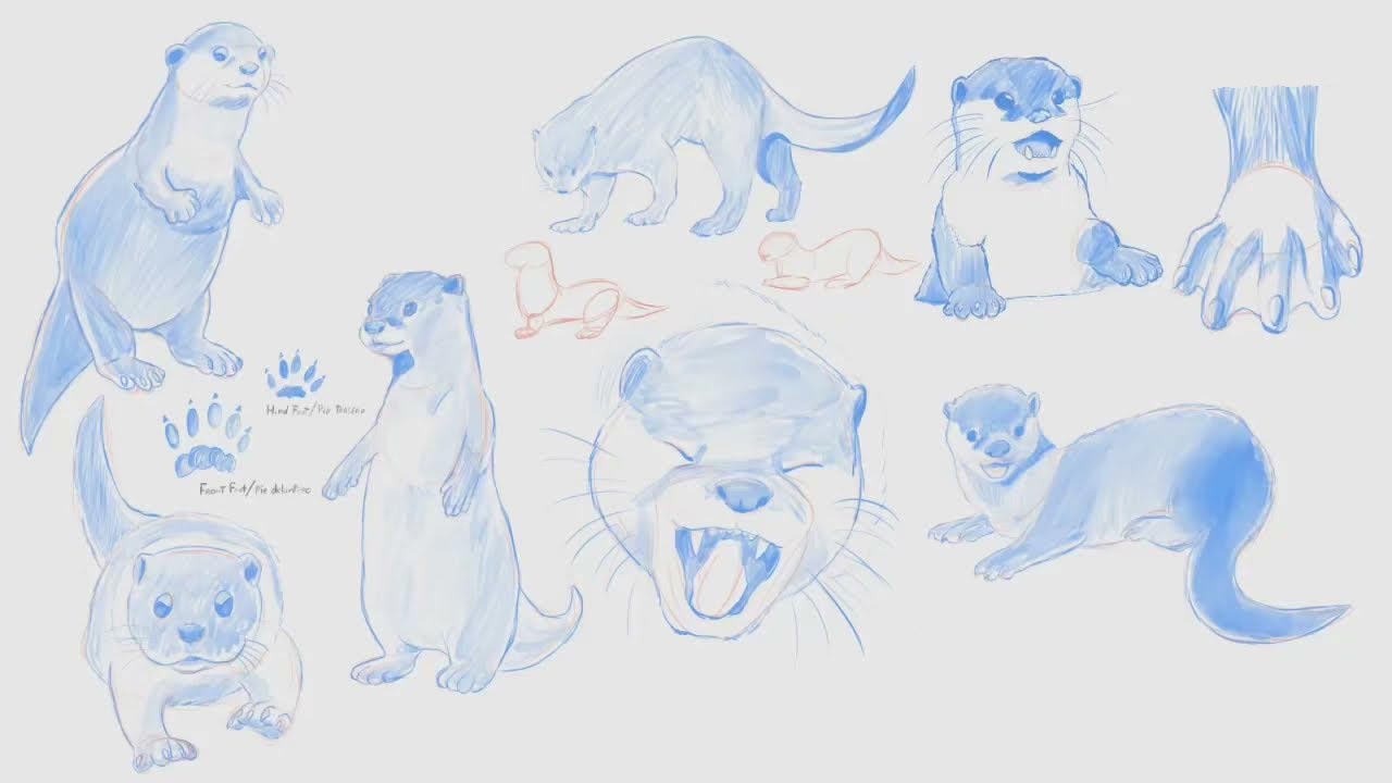 Otter drawing reference