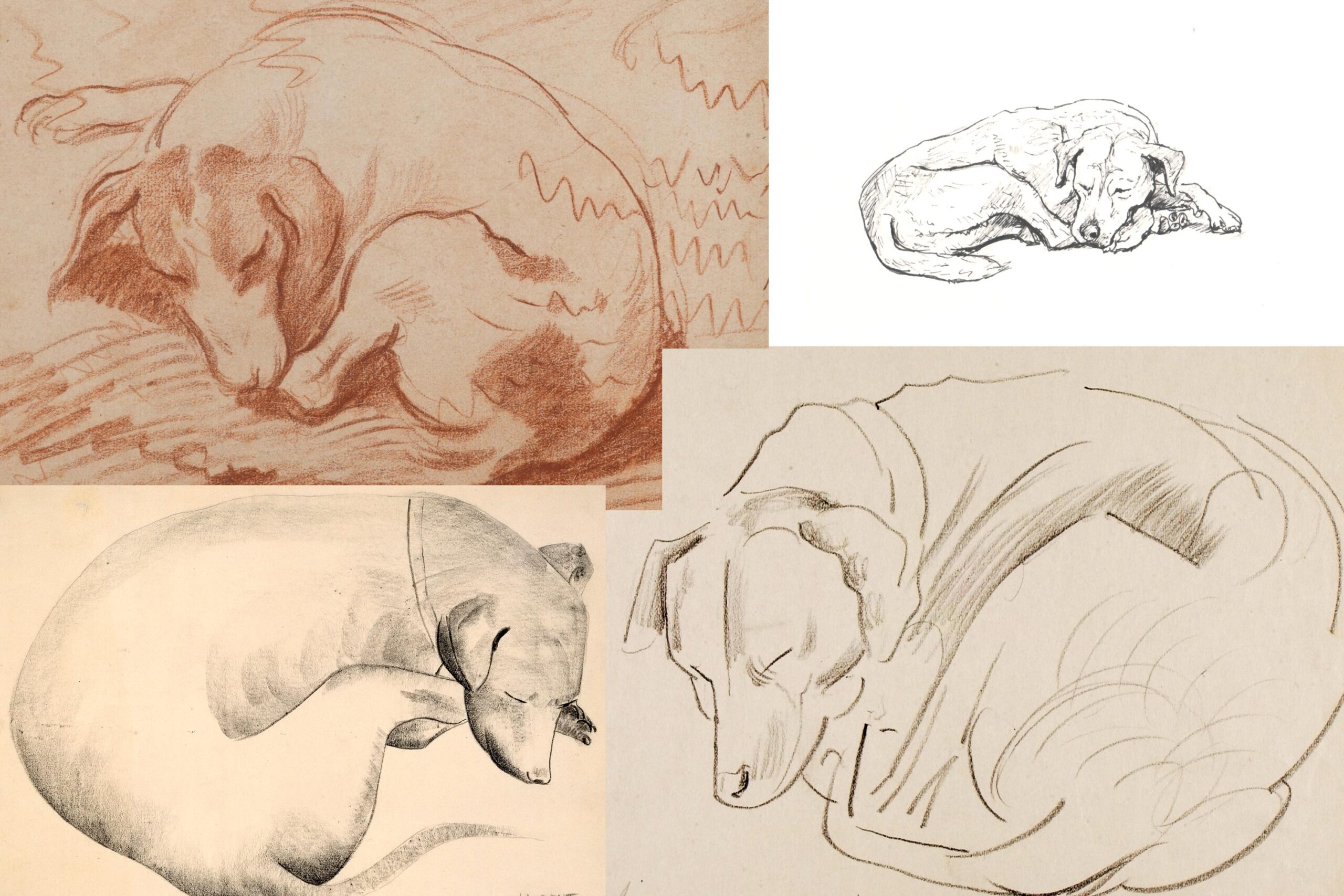 Sleeping dog drawing reference