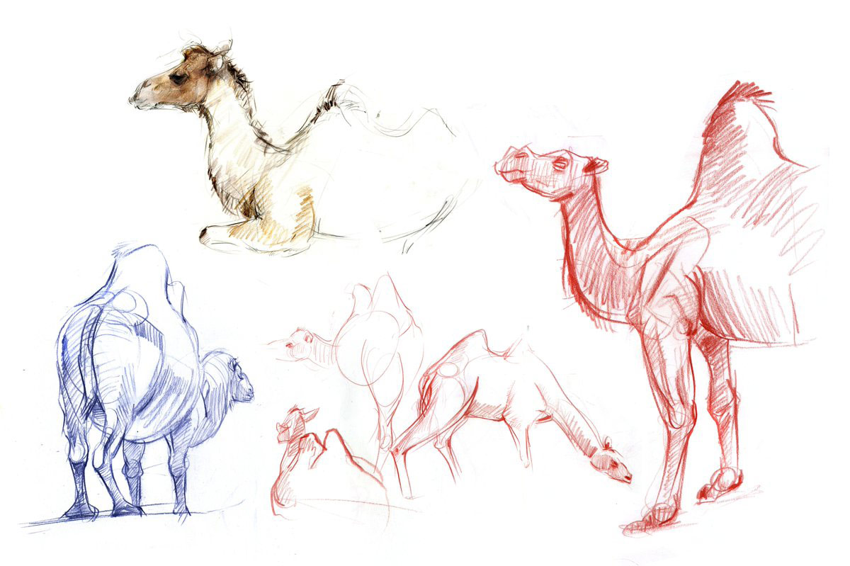 Camel drawing reference