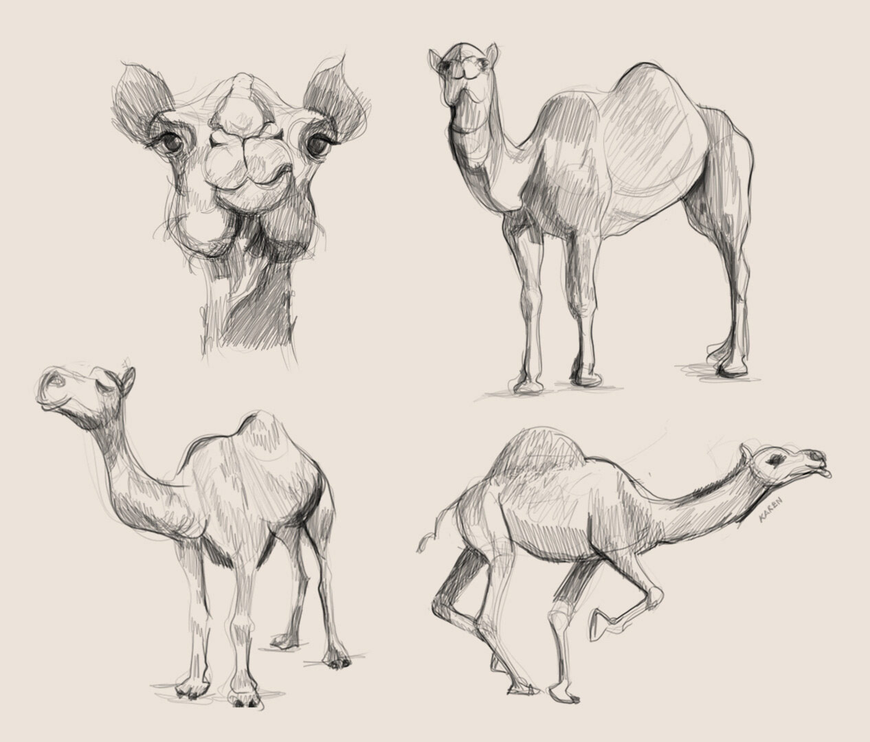 Camel Drawing References And Sketches For Artists