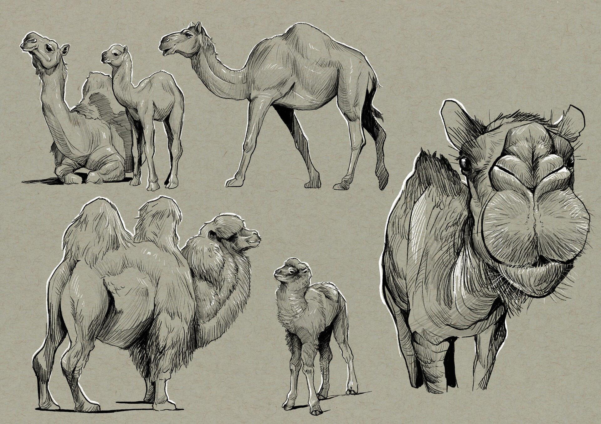 Camel drawing reference