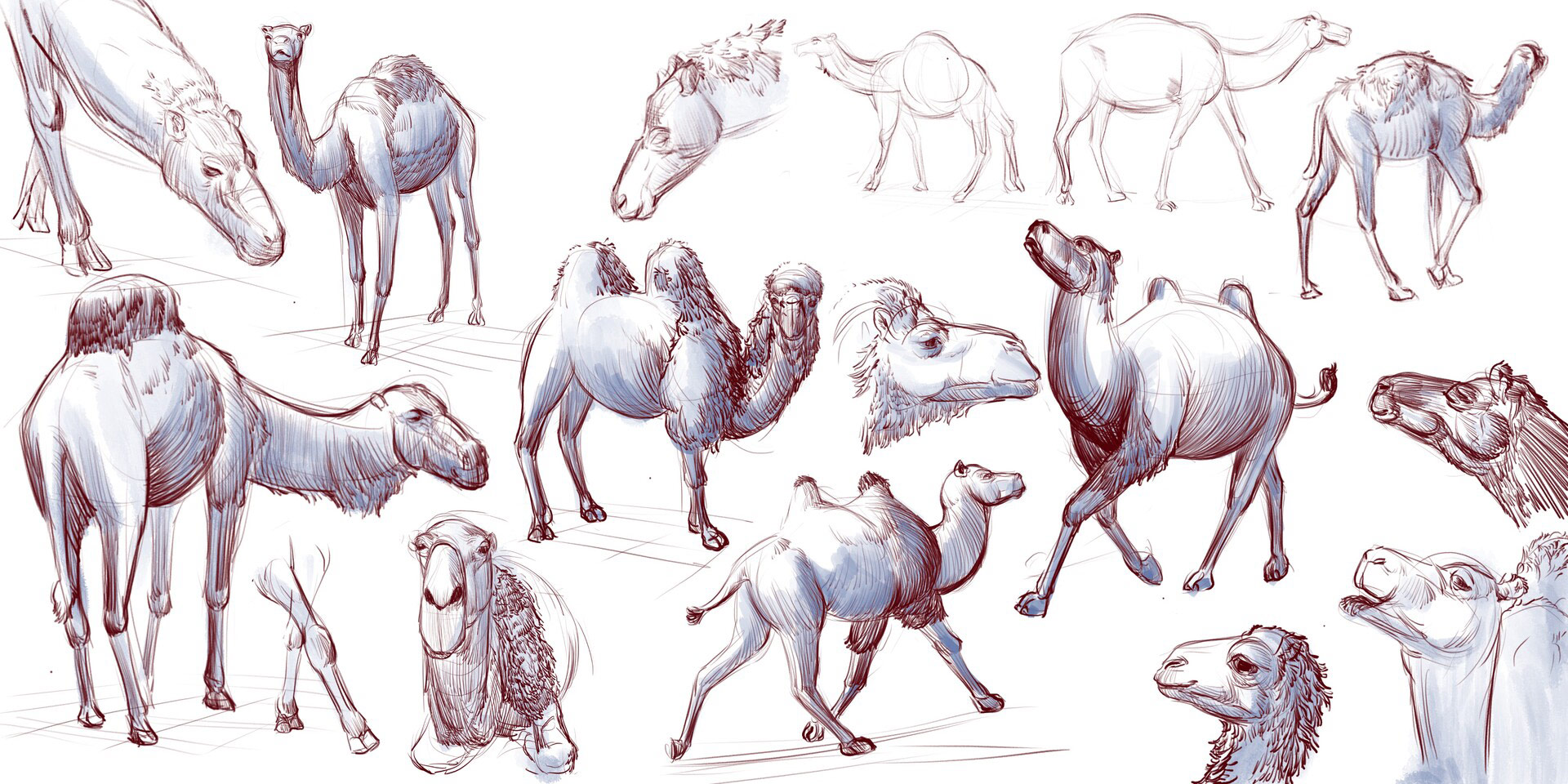 Camel Drawing References And Sketches For Artists