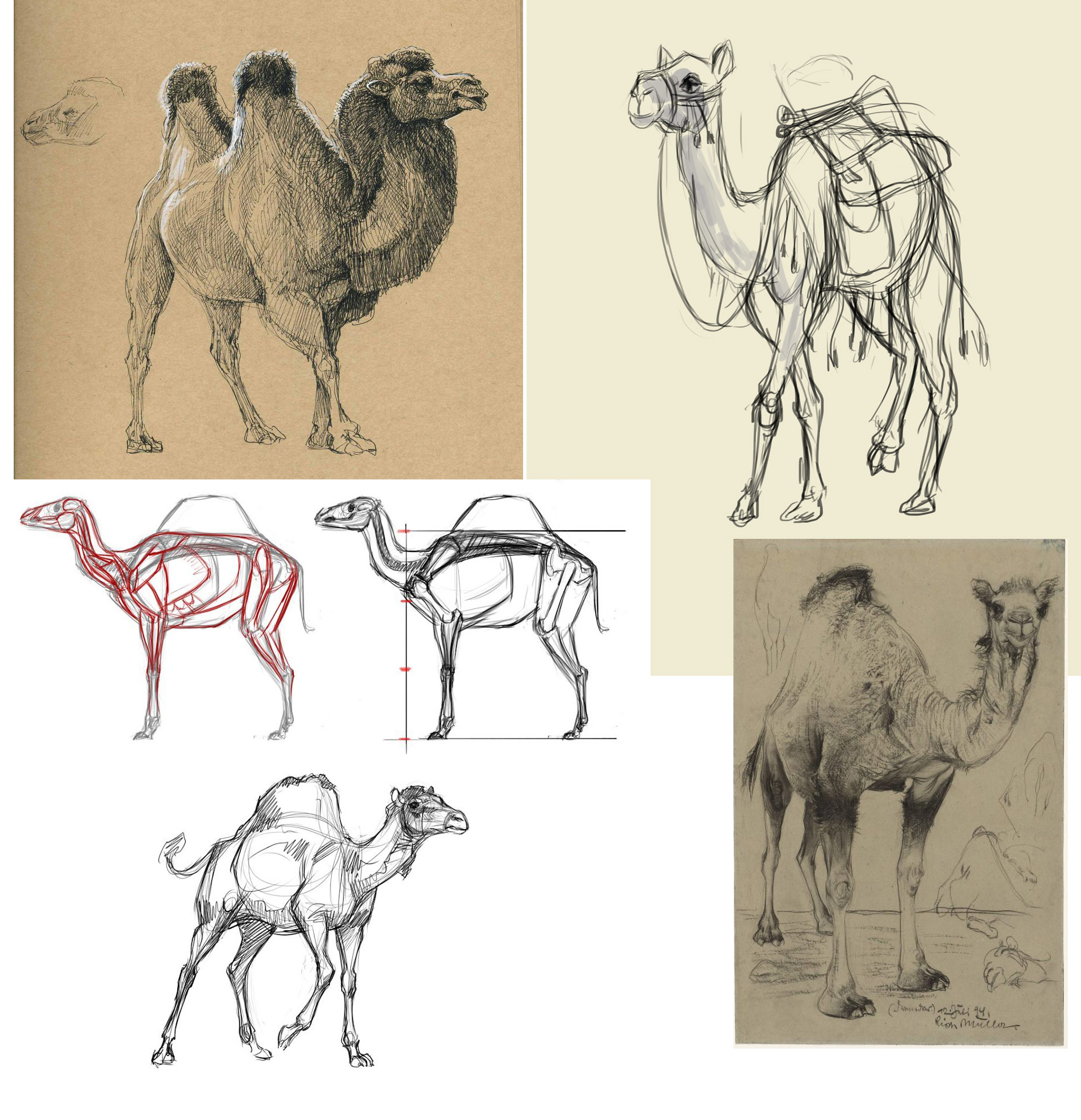 Camel Drawing References And Sketches For Artists