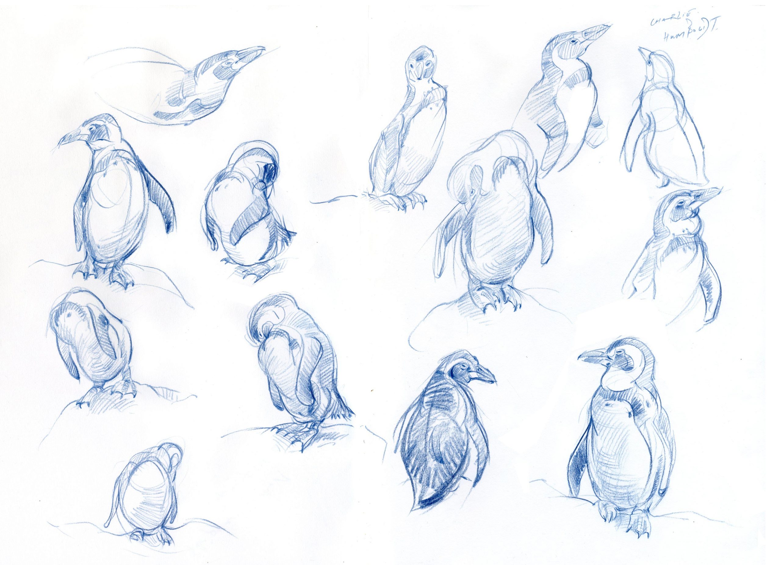 penguin drawing reference