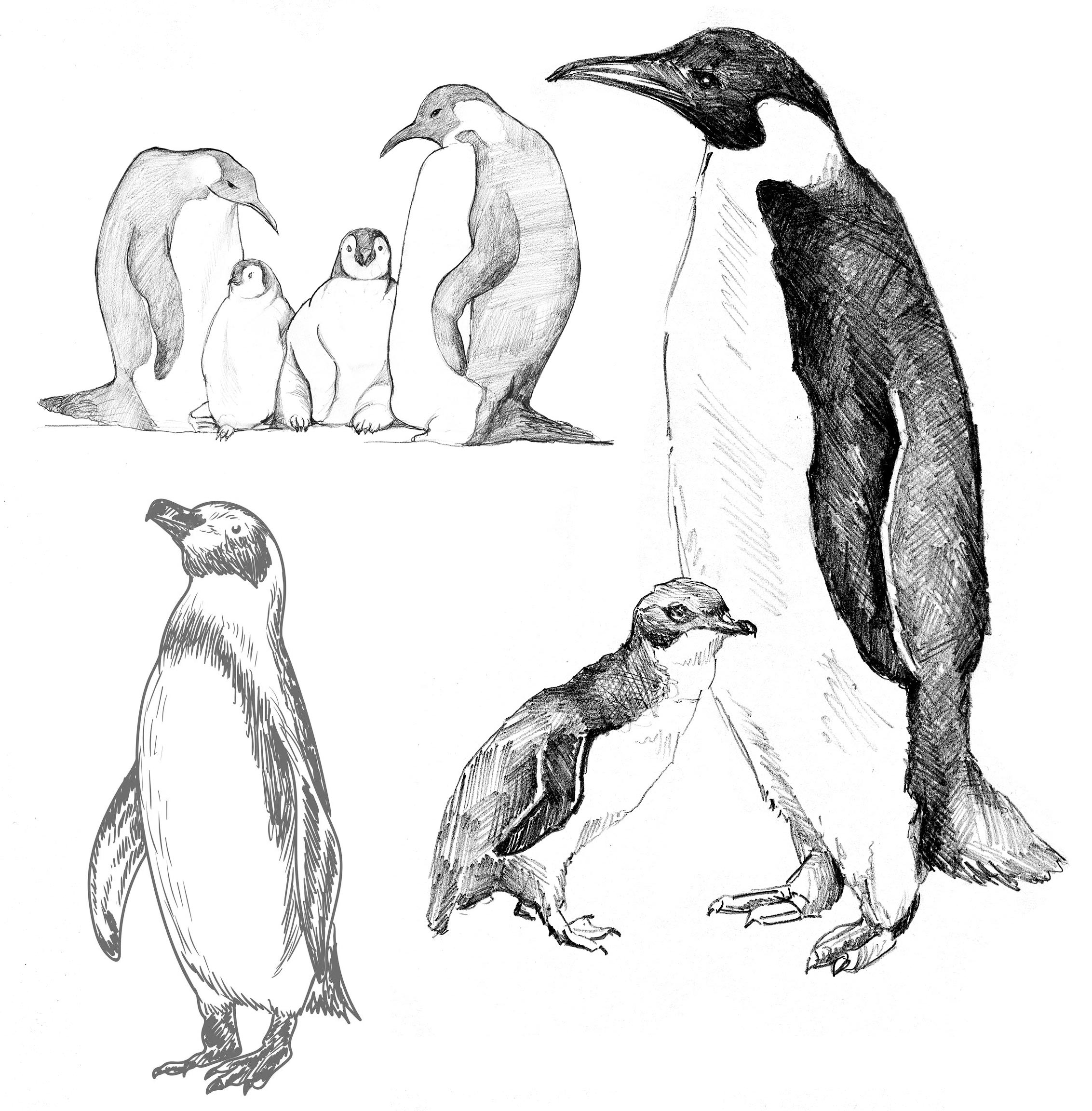 penguin drawing reference