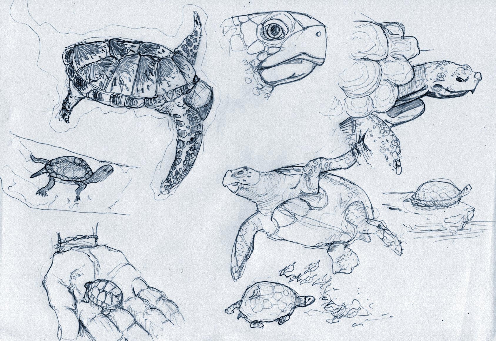 Turtle drawing reference