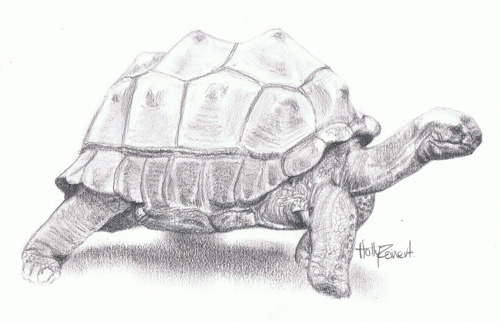 Turtle drawing reference