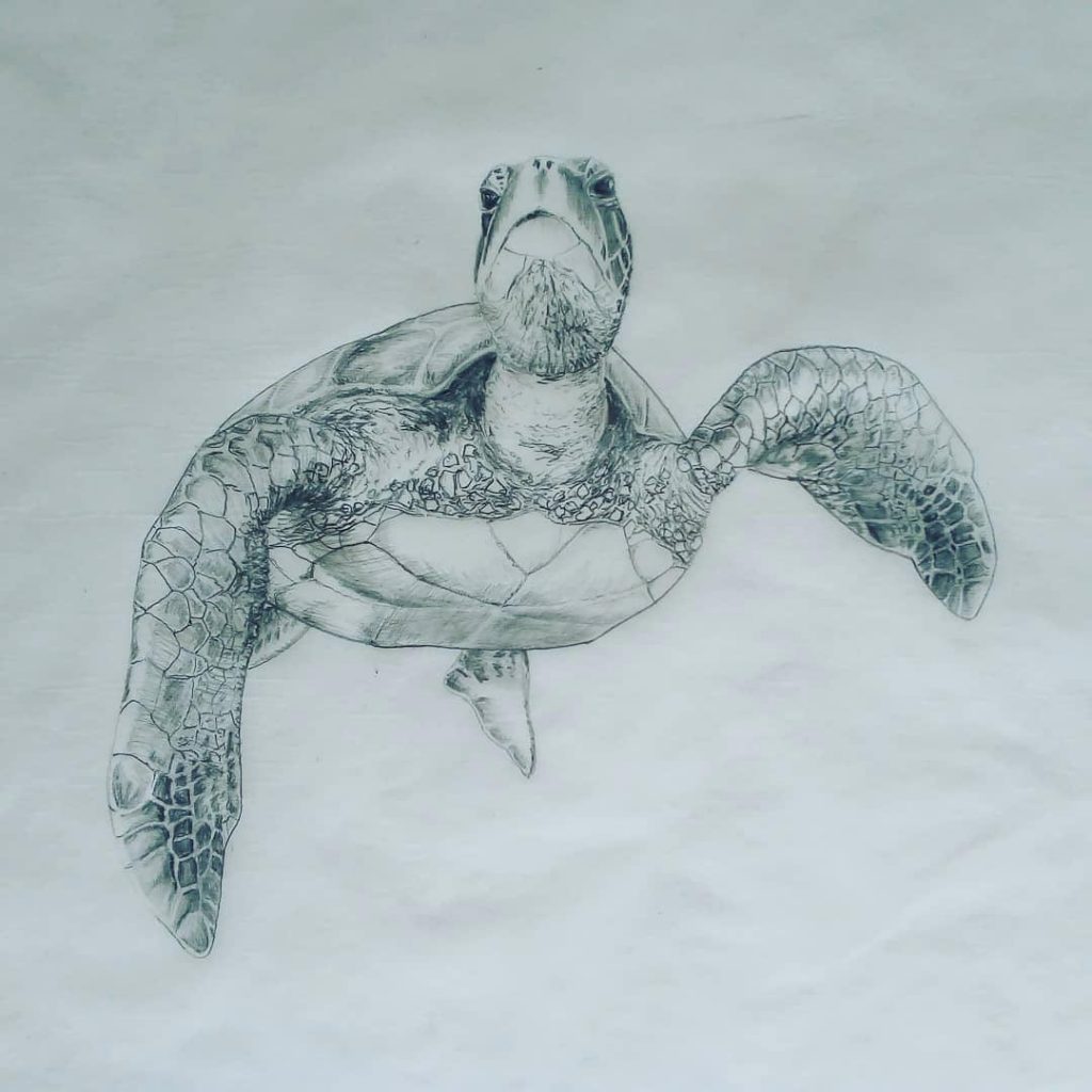 Turtle Drawing Reference and Sketches for Artists