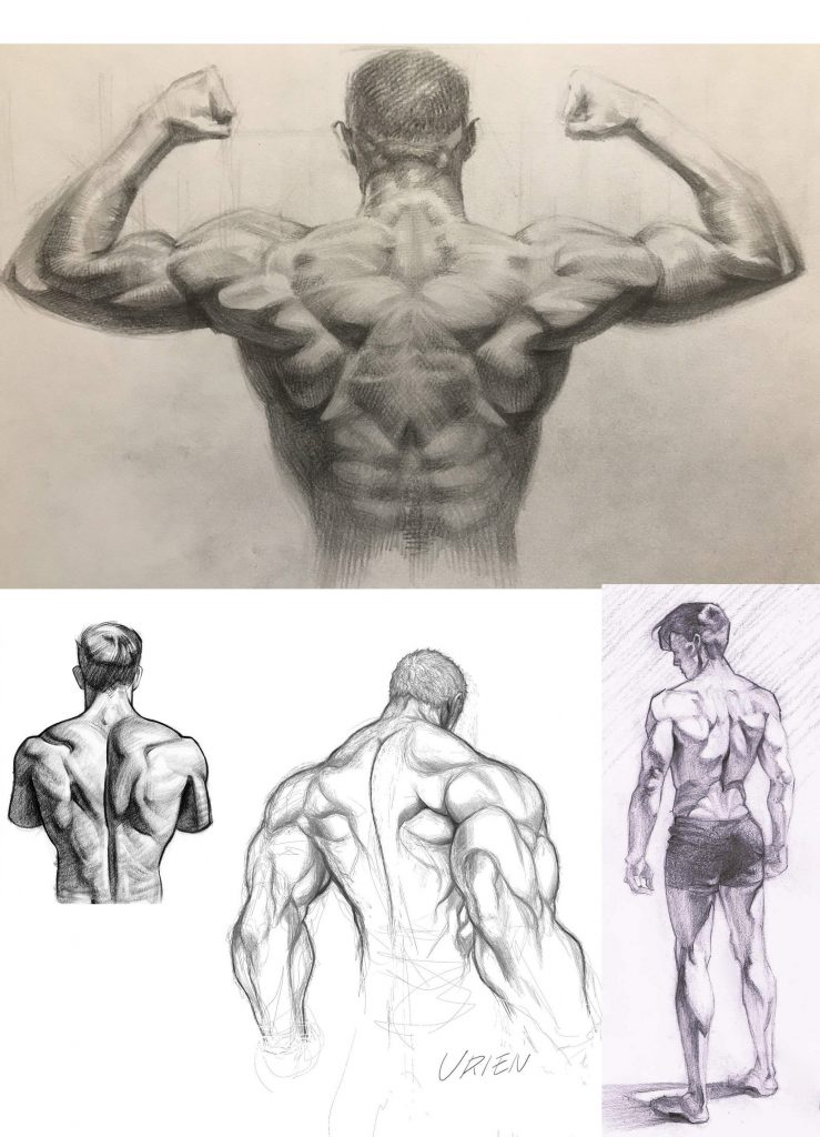 Male muscular back Drawing Reference and Sketches for Artists