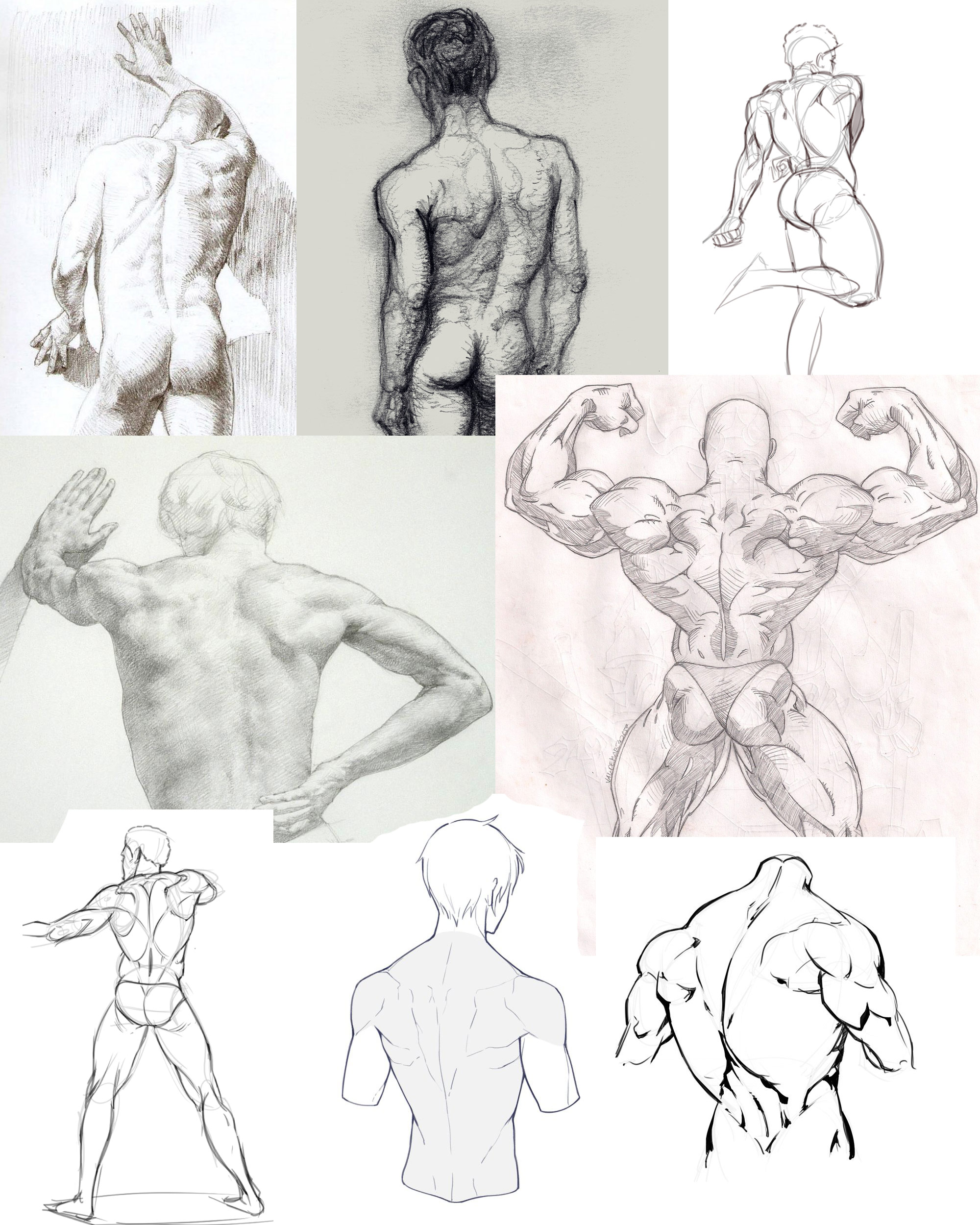 Male muscular back drawing reference