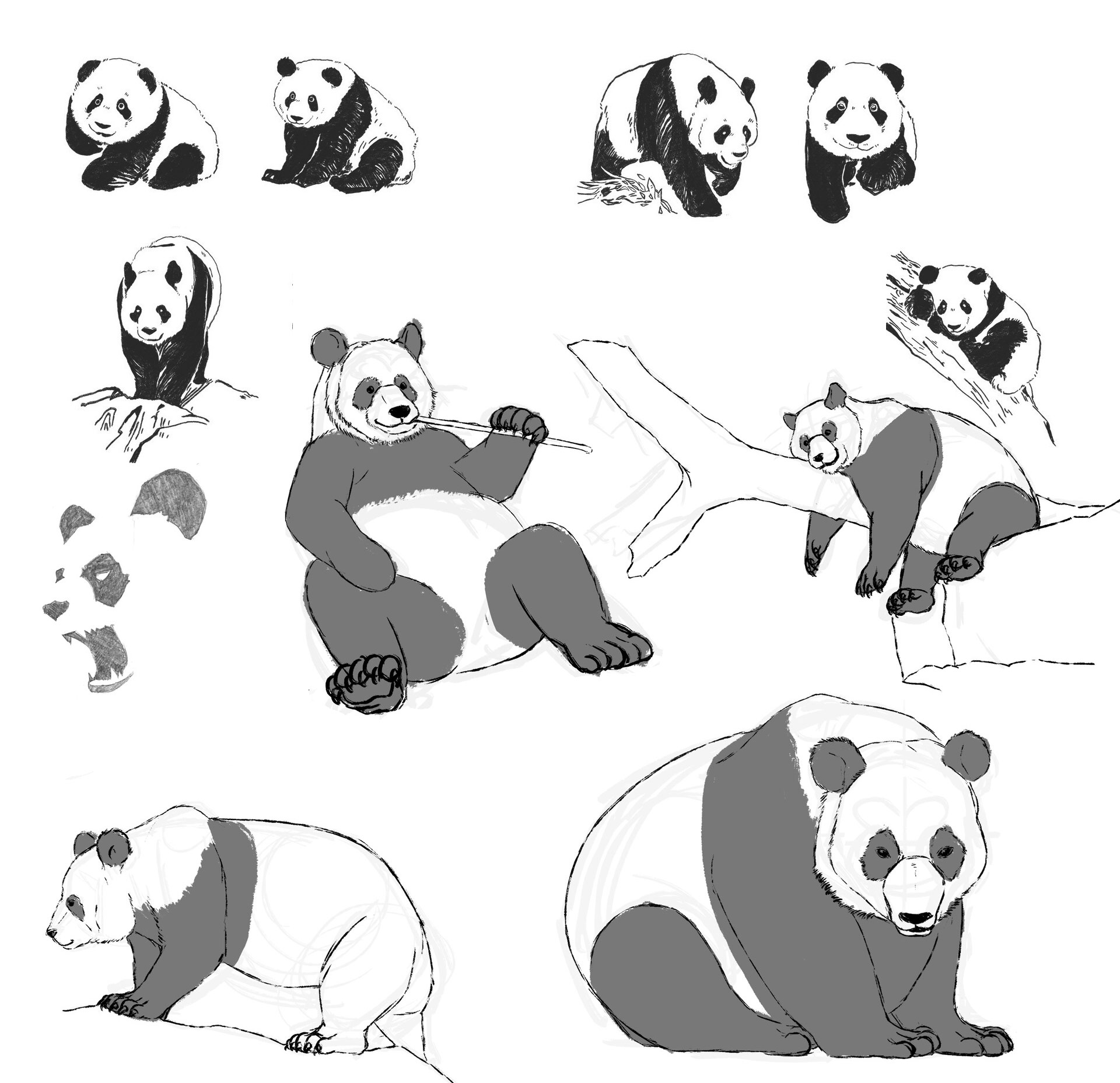 Panda drawing reference