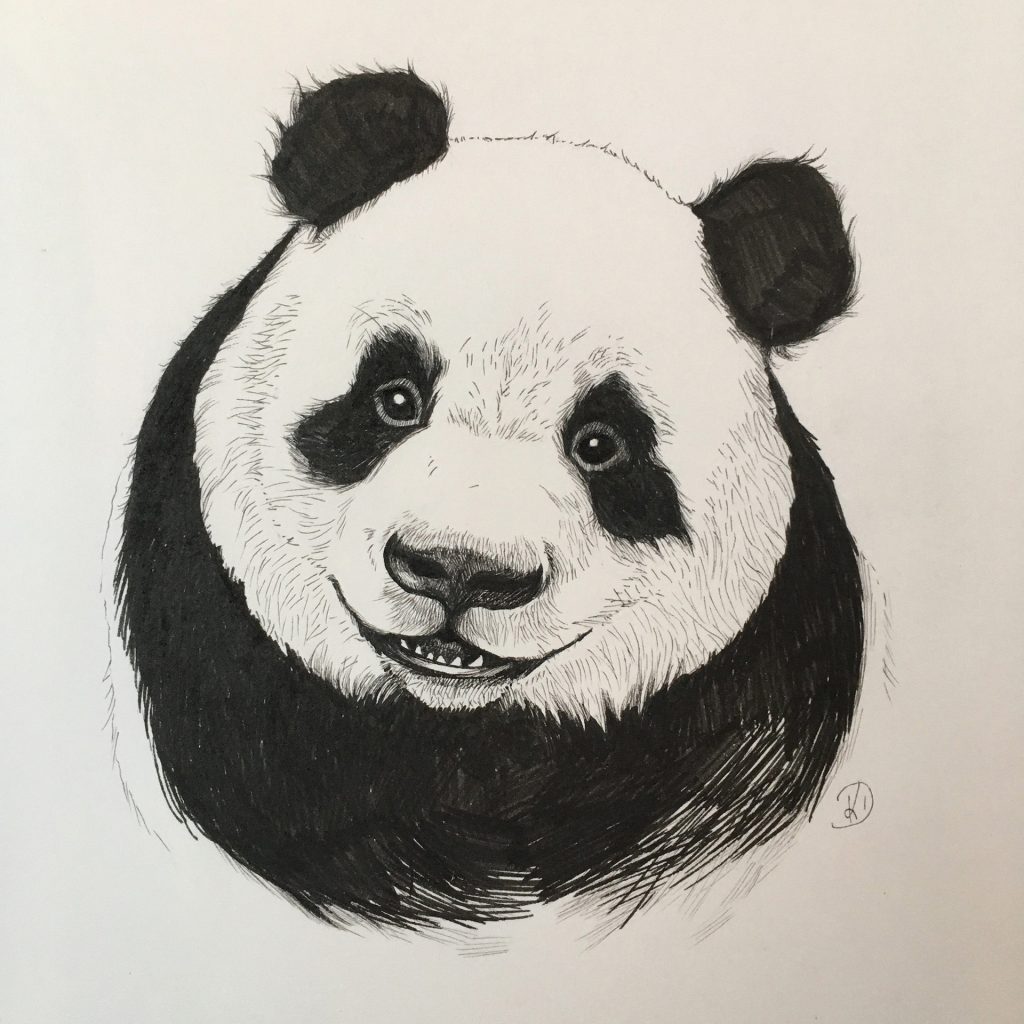 Panda Drawing Reference and Sketches for Artists