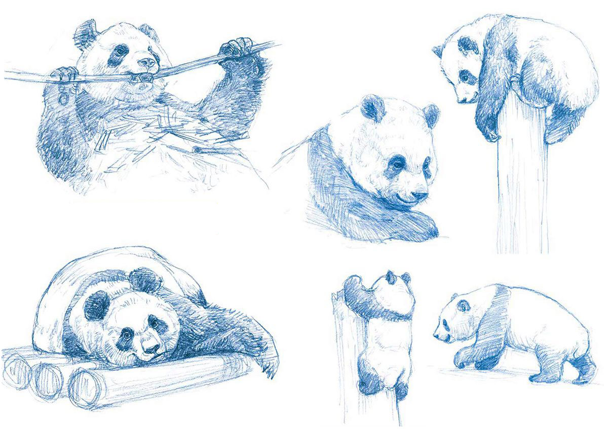 Panda drawing reference