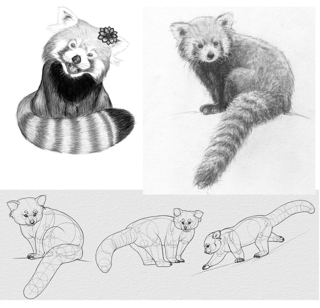 Red panda Drawing Reference and Sketches for Artists