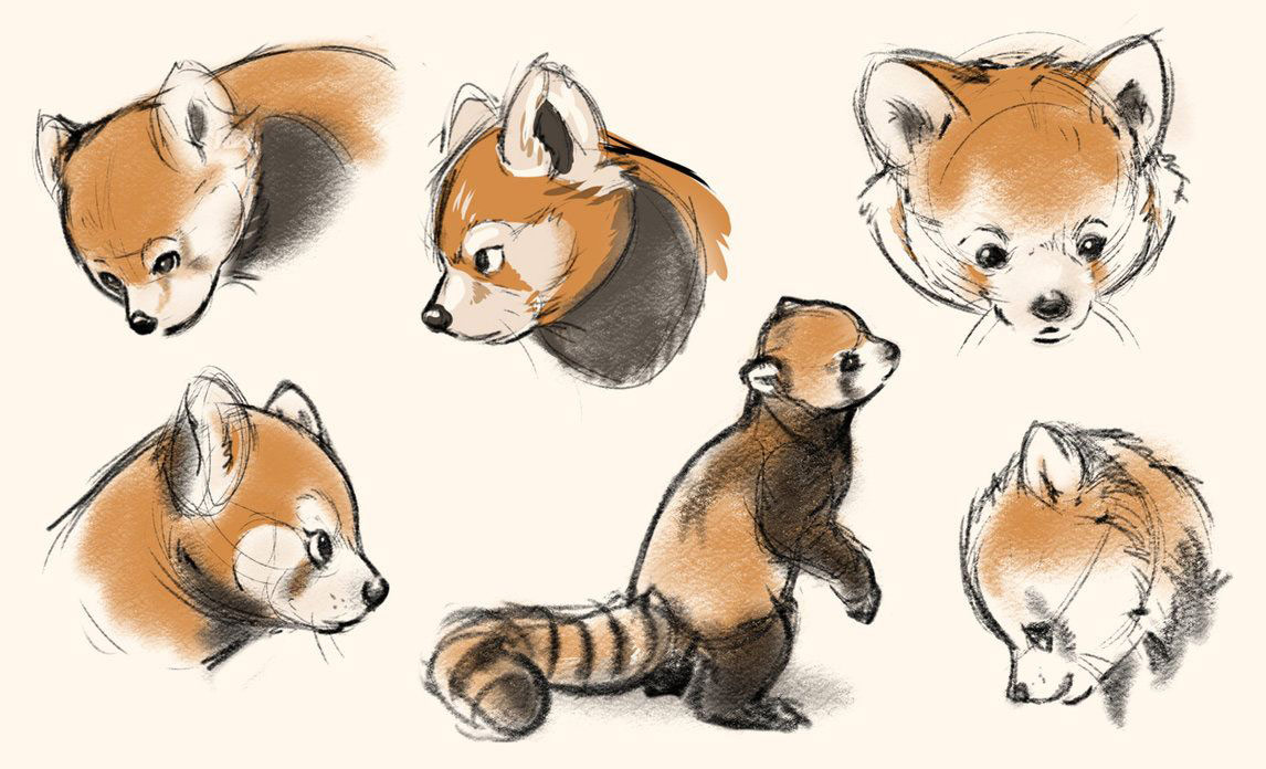 red panda drawing reference